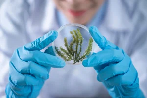 biotechnology growing genetically modified plants