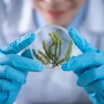 biotechnology growing genetically modified plants